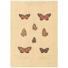 Flax Art Poster | Encyclopedia Butterfly D | FWP-AP-EN2D